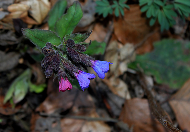 Pulmonaria officinalis