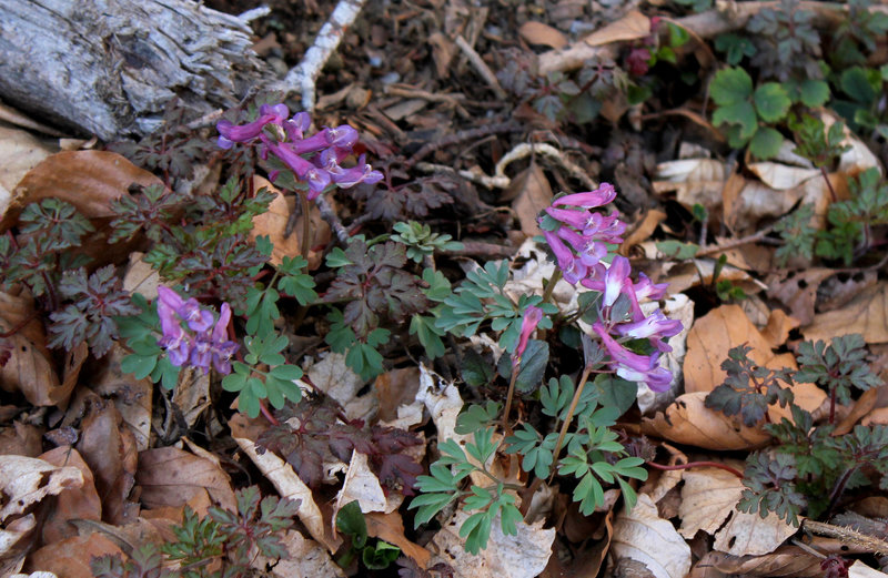 Corydalis solida