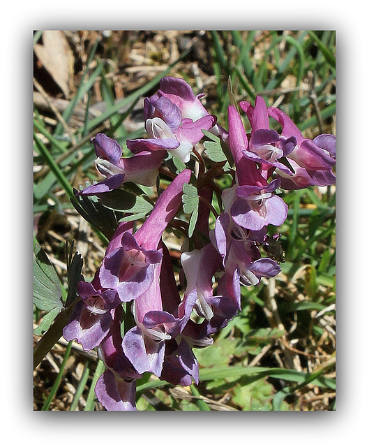 Corydalis solida