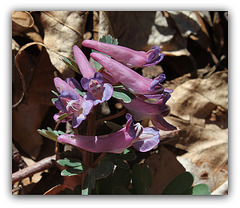 Corydalis solida