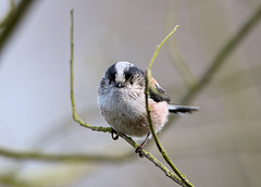 Long-tailed tit (c)