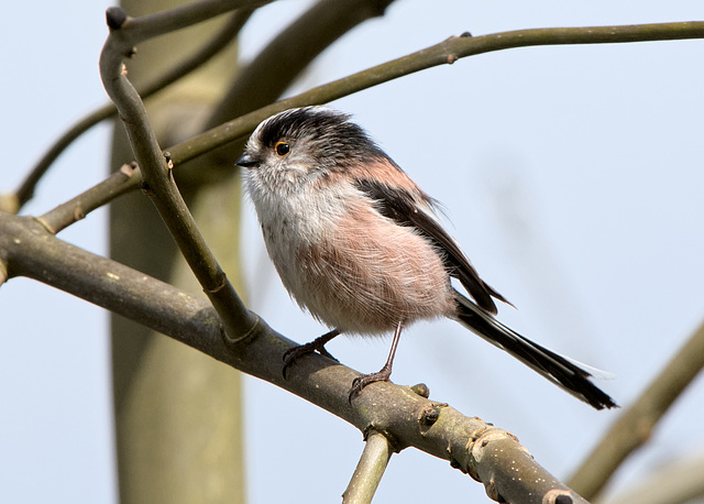 Long-tailed tit (b)