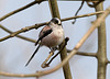 Long-tailed tit (a)