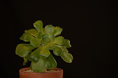 Aeonium ‘pseudotabuliforme’ A. Arboreum X A. Canariense