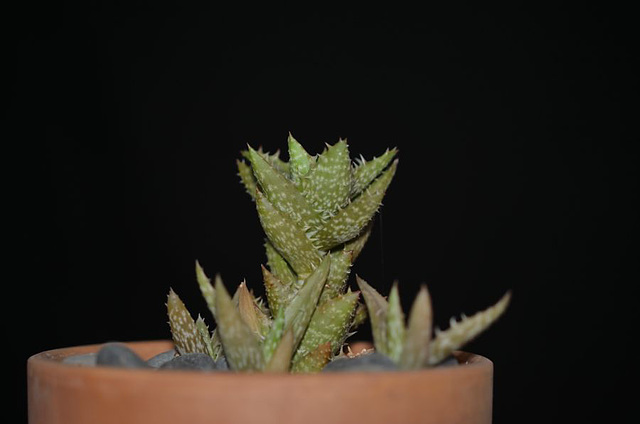 aloe juvenna