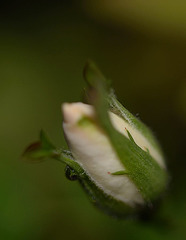 Rosa hybride banks 'purezza'