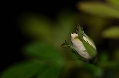 Rosa hybride banks 'purezza'