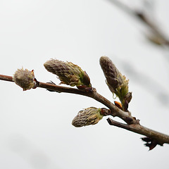 Glycine