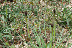 plante dans le bois