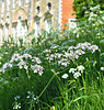 Cow parsley