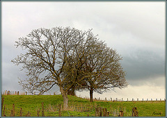 timide printemps