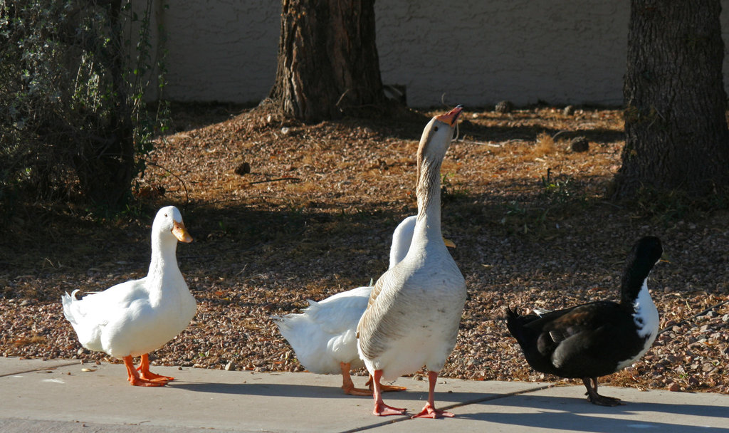 Waterfowl of Gilbert Arizona (1391)