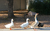 Waterfowl of Gilbert Arizona (1392)