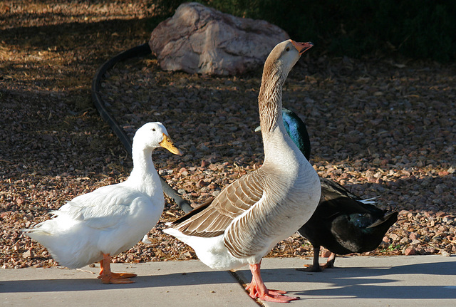 Waterfowl of Gilbert Arizona (1393)