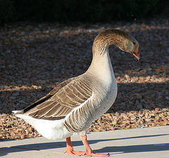 Waterfowl of Gilbert Arizona (1397)