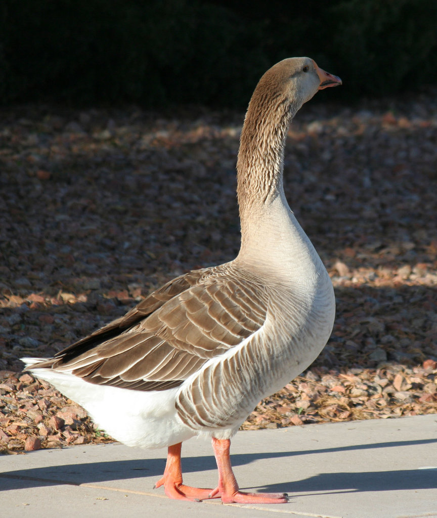 Waterfowl of Gilbert Arizona (1398)