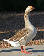 Waterfowl of Gilbert Arizona (1399)