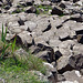 Giant's Causeway