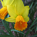 Daffodil (0820)