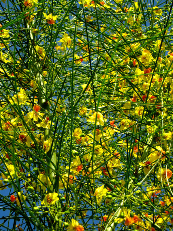Palo Verde (1546)
