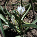 Tulipa humilis alba coerula