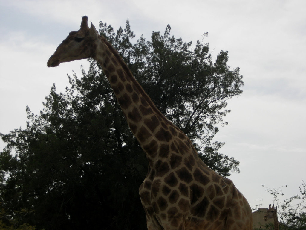 Zoo Garden of Lisbon, giraffe tree (2)