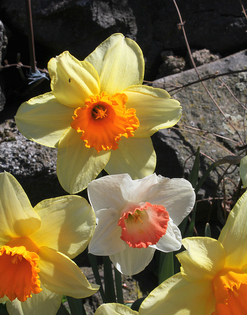 Narcisses à couronne