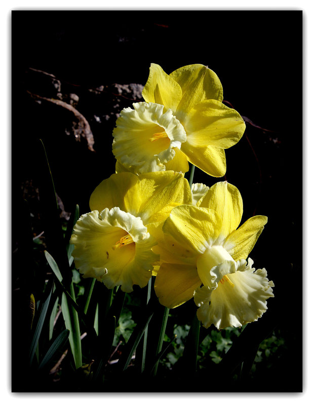 Narcisses ' Galactic Star'
