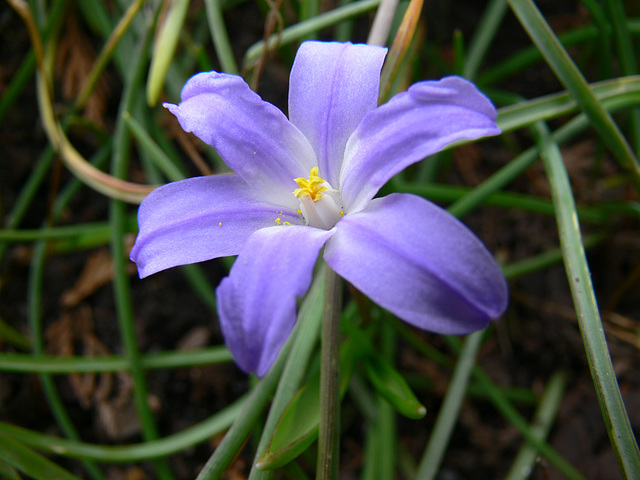 Blausternchen