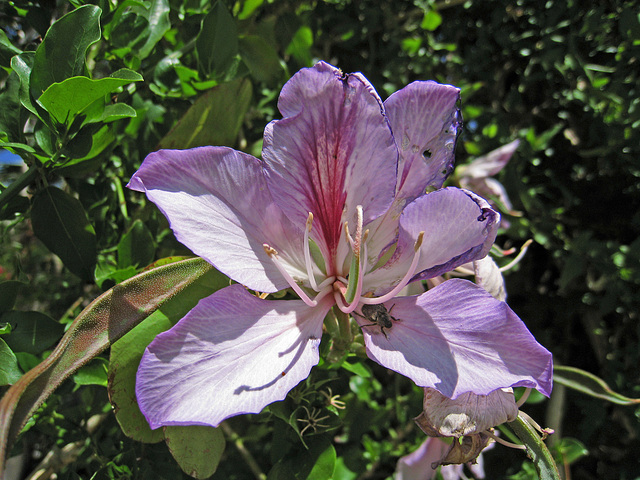 Flower with Beetle (0688)