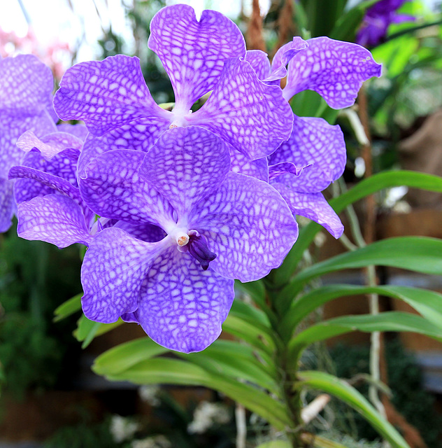 Wildorchidee Vanda coeruela