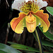 Orchidee -