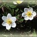 Anemone nemorosa