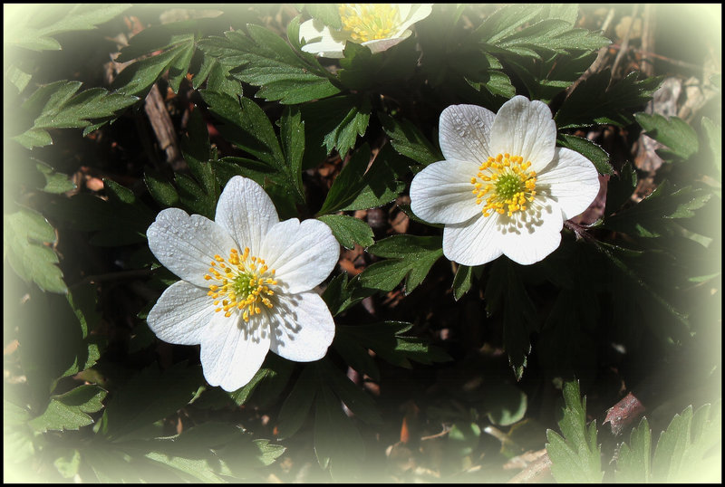 Anemone nemorosa