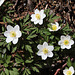 Anemone nemorosa