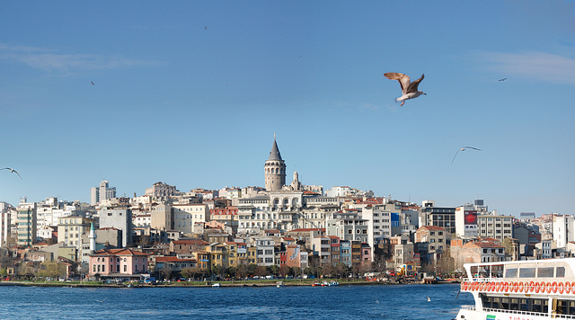 Galata ve Martılar