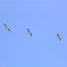 Pelikane im Formationsflug