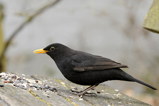 Amsel