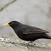 Amsel