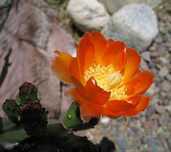Cactus Flower (1021)