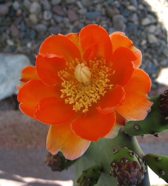 Cactus Flower (1022)