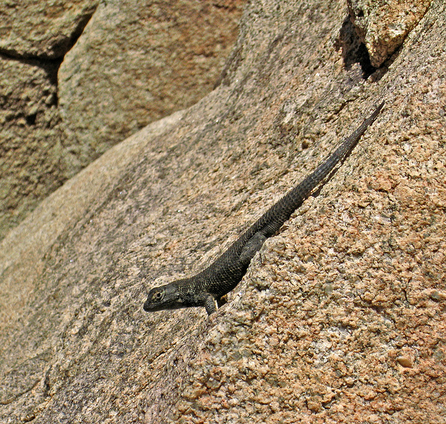 Lizard (1020)