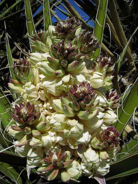 Yucca Bloom (1002)