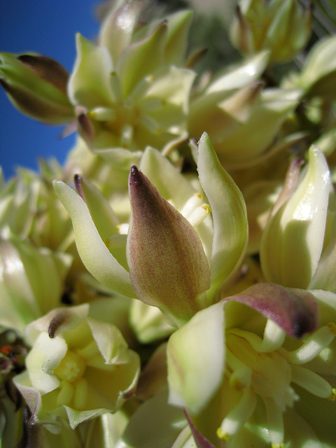 Yucca Blooms (1011)