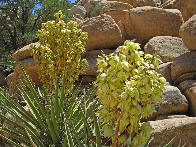 Yucca Flowers (1015)