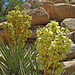 Yucca Flowers (1015)