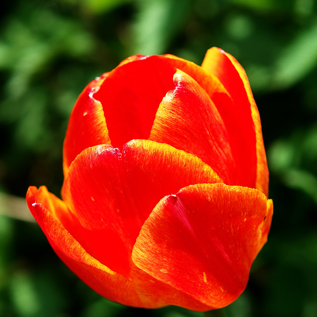 Tulip