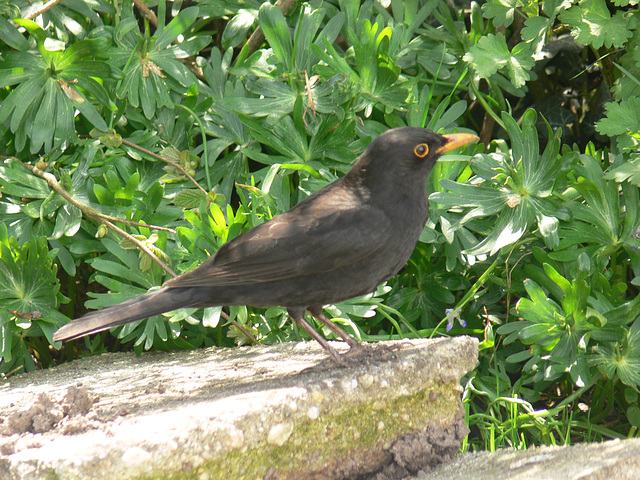 Amsel