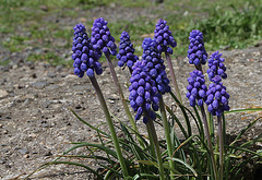 Muscari armeniacum