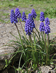 Muscari armeniacum